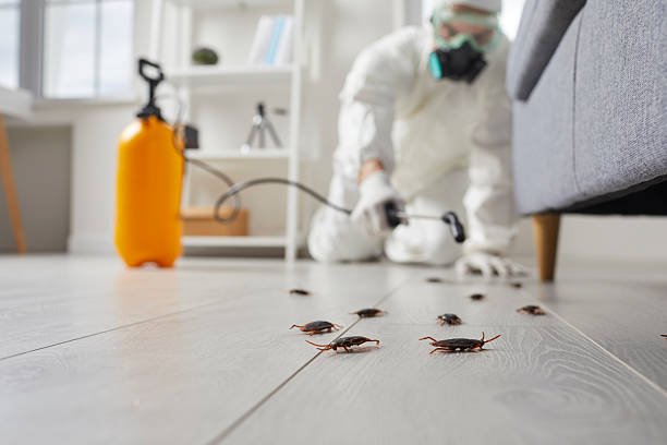 Commercial Kitchen Cockroach Control in Excelsior Springs
